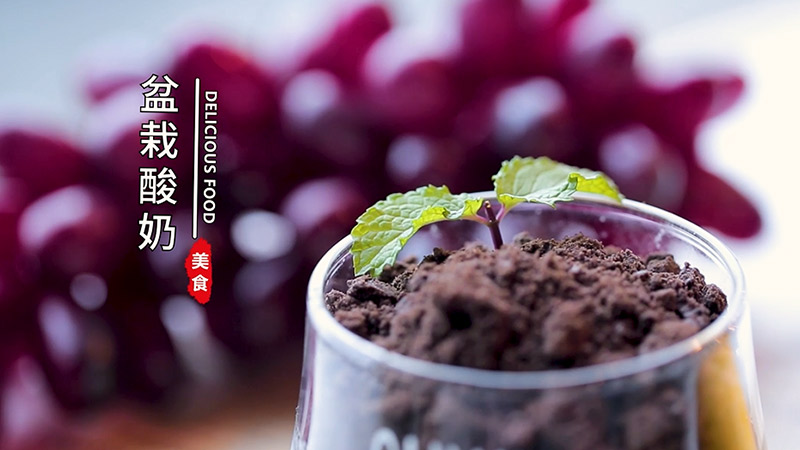 盆栽酸奶